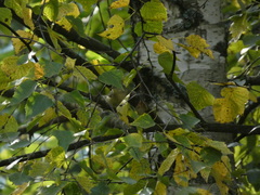 Phylloscopus trochilus