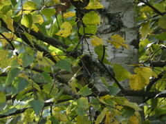 Phylloscopus trochilus