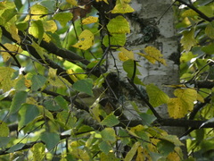 Phylloscopus trochilus