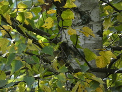 Phylloscopus trochilus