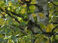 Phylloscopus trochilus