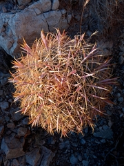 Ferocactus cylindraceus