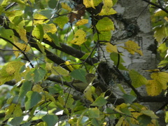 Phylloscopus trochilus