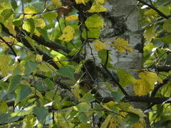 Phylloscopus trochilus