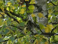 Phylloscopus trochilus