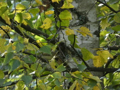 Phylloscopus trochilus