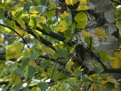 Phylloscopus trochilus