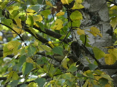 Phylloscopus trochilus