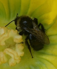 Bombus impatiens