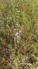 Lobelia