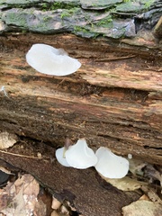 Pseudohydnum gelatinosum