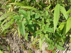 Rubus trianthus