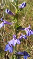Lobelia