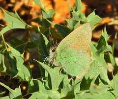 Callophrys rubi