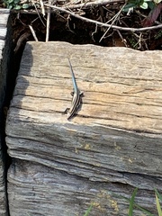 Plestiodon fasciatus