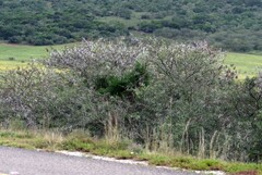 Vachellia karroo