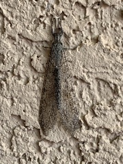 Vella fallax