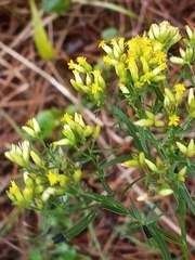 Euthamia caroliniana