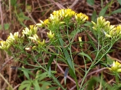 Euthamia caroliniana