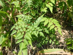 Aralia bipinnata