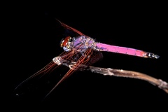 Trithemis