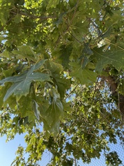 Taphrina caerulescens