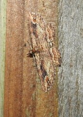 Chloroclystis filata