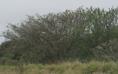 Vachellia karroo