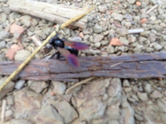 Xylocopa tranquebarorum