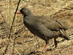 Pternistis adspersus