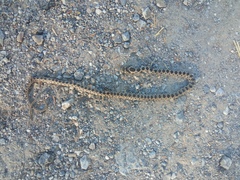 Hemorrhois hippocrepis