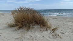 Ammophila arenaria