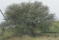 Vachellia karroo