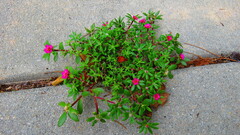 Portulaca amilis