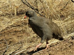 Pternistis adspersus