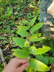 Streptopus lanceolatus