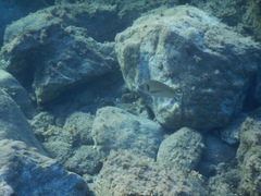 Sparus auratus