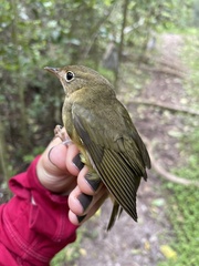 Oporornis agilis