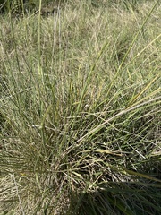 Eriochloa sericea