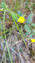 Crotalaria sagittalis