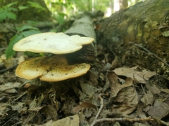 Polyporus