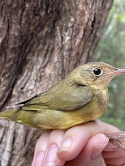 Oporornis agilis