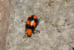 Sonchia sternalis