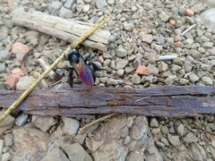 Xylocopa tranquebarorum