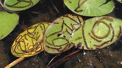 Polypedilum braseniae