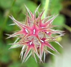 Trifolium stellatum