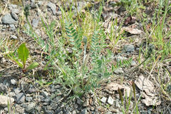 Oxytropis campestris