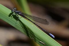Argia hinei