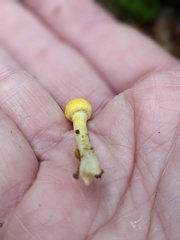 Cortinarius lewisii
