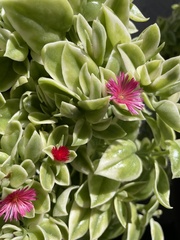 Mesembryanthemum cordifolium